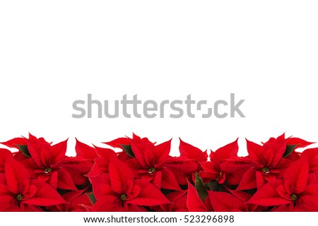 Poinsettia Stock Photos - Nature Images - Shutterstock