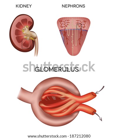 Nephron Stock Photos, Royalty-Free Images & Vectors - Shutterstock