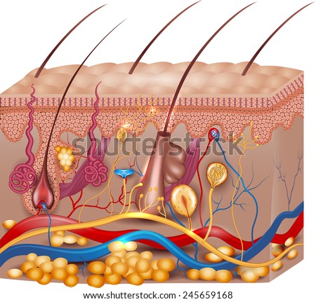 epidermis stock photo images 1 157 epidermis royalty free images and photography available to human skin layers stock images royalty free images vectors epidermis stock photo images 1 157 epidermis royalty free images and photography available to human skin layers stock images royalty free images vectors