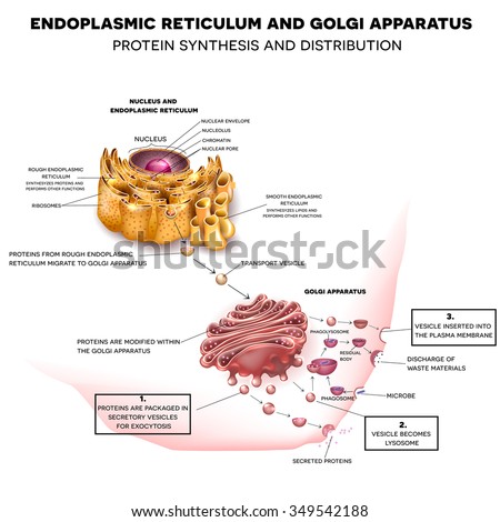 Golgi Stock Images, Royalty-Free Images & Vectors | Shutterstock