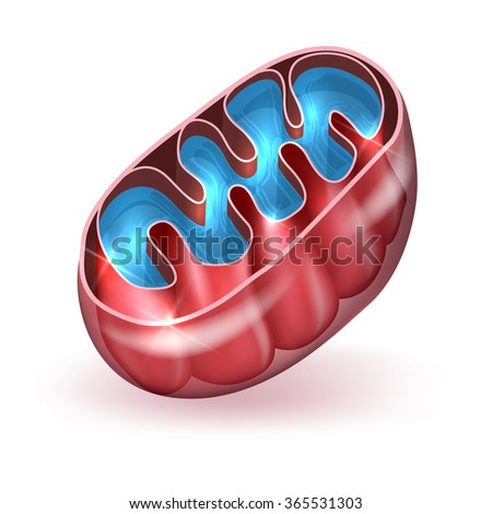 a mitochondrion In cell biology, a mitochondrion (plural mitochondria) is an organelle found in most eukaryotic cells mitochondria are sometimes described as cellular power plants. a mitochondrion In cell biology, a mitochondrion (plural mitochondria) is an organelle found in most eukaryotic cells mitochondria are sometimes described as cellular power plants.