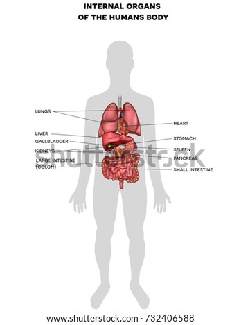 Anatomical Heart Illustration Text Vector Illustration Stock Vector ...