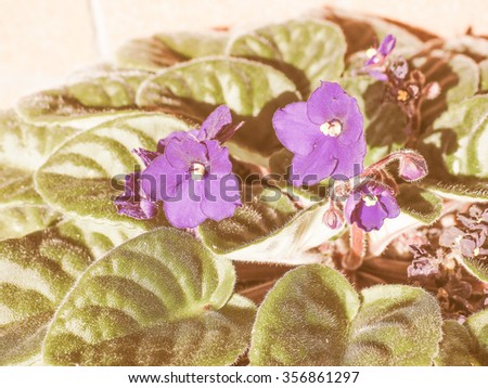 Asterids Stock Photos Royalty-Free Images Vectors