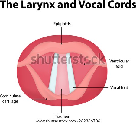 Larynx Vocal Cord Labeled Diagram Stock Vector 262366706 - Shutterstock