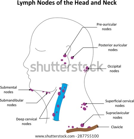 stock photo lymph nodes of the head and neck labelled diagram 287755100