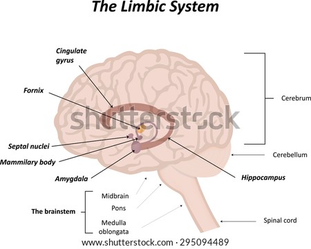 Limbic System Labeled Stock Vector 295094489 - Shutterstock