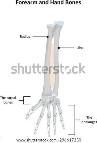 Osteoporosis Labeled Diagram Humerus Bone Stock Vector 181150889