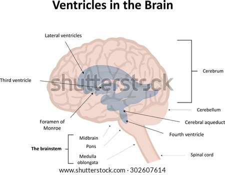 Monro Stock Vectors & Vector Clip Art | Shutterstock