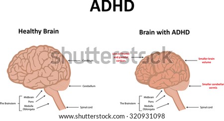 Brain Anatomy Labeled Diagram Stock Illustration 197548709 - Shutterstock