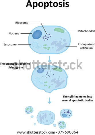 Apoptosis Stock Images, Royalty-Free Images & Vectors | Shutterstock