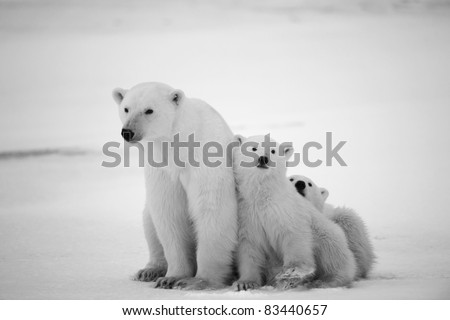 Polar she-bear with cubs. A Polar she-bear with two small bear cubs. Around snow.Black and white photo.
