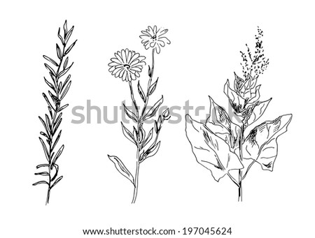 Set Handdrawn Flowers Protea Leaves Design Stock Vector 631766633