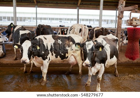 Cow-shed Stock Images, Royalty-Free Images &amp; Vectors 