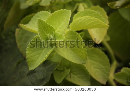 Borage Stock Images, Royalty-Free Images & Vectors | Shutterstock
