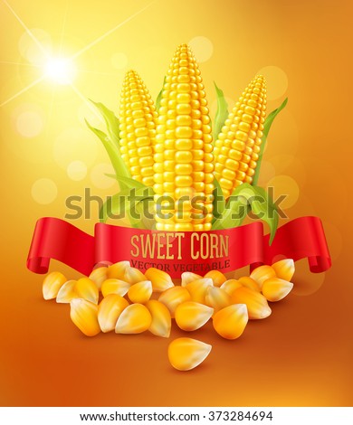 vector background with grains and cobs of corn and red ribbon