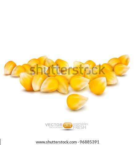 Vector scattered grains of corn on a white background