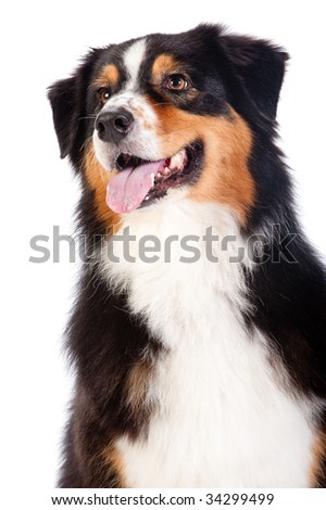 australian shepherd black and white australian shepard stock images royalty free images u0026 vectors australian shepherd black and white australian shepard stock images royalty free images u0026 vectors