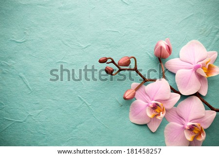 Pink orchid on a wooden background.