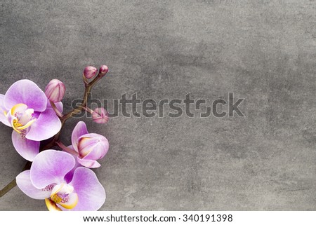 Beautiful pink orchid on a gray background.