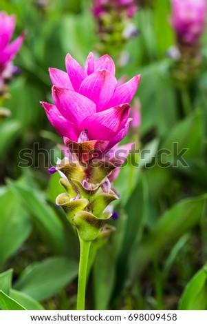 tulip thai lek thai massage tulip thai lek thai massage