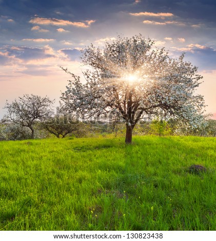 Spring Tree Stock Photos, Images, & Pictures | Shutterstock