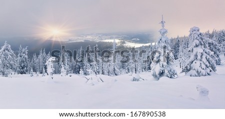 Trees covered with hoarfrost and snow in mountains