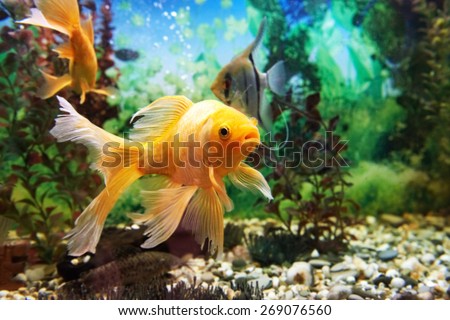 https://thumb1.shutterstock.com/display_pic_with_logo/65112/269076560/stock-photo-tropical-colorful-fishes-swimming-in-aquarium-with-plants-269076560.jpg