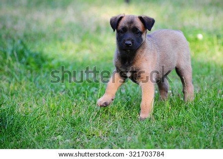 belgian shepherd rescue south africa belgian malinois stock images royalty free images u0026 vectors belgian shepherd rescue south africa belgian malinois stock images royalty free images u0026 vectors