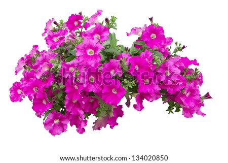 Petunia Flowers Isolated With Clipping Path Included VOL 1 Petunia Flowers Isolated With Clipping Path Included VOL 1