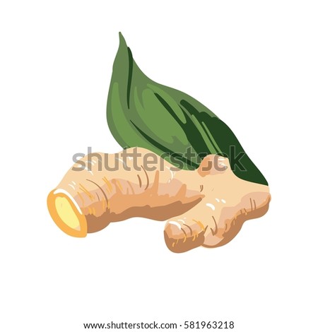 Galangal root and green leaf isolated on white. Ginseng rhizome plant with culinary and medicinal uses. Fleshy ginger spice, healthy food natural organic plant realistic vector illustration