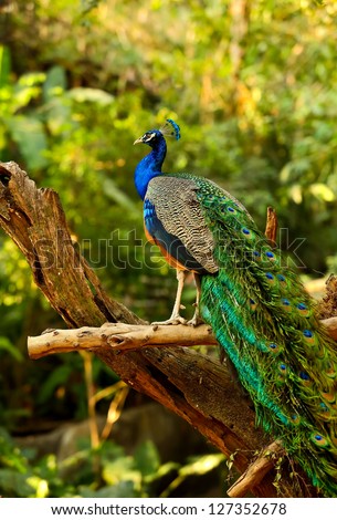 Peacock tail Stock Photos, Images, & Pictures | Shutterstock