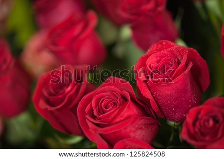 Red roses close up. Background.