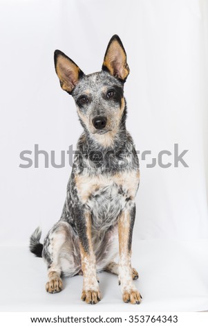 5 Month Old Blue Heeler Puppy Stock Photo 353764343 - Shutterstock