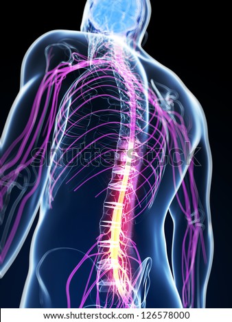 Spinal Cord Stock Images, Royalty-Free Images & Vectors | Shutterstock