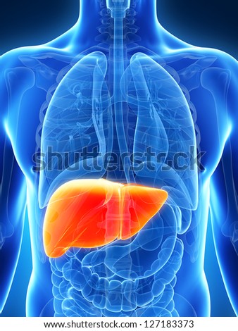 Liver Anatomy Stock Images, Royalty-Free Images & Vectors | Shutterstock