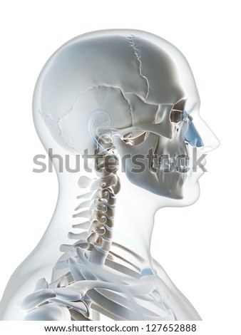 Anatomy Of The Head And Neck Stock Images, Royalty-Free Images