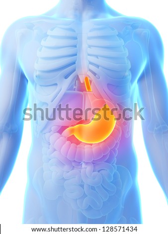 Human Stomach Stock Photos, Images, & Pictures | Shutterstock