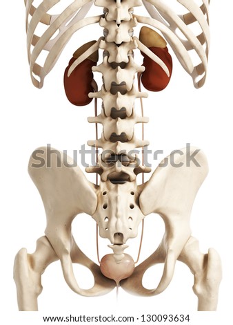 3d rendered illustration of the urinary system - stock photo