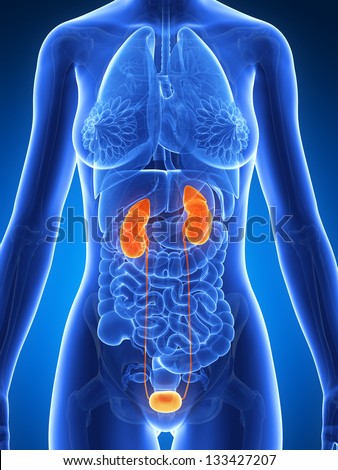 Urinary System Stock Images, Royalty-Free Images & Vectors | Shutterstock