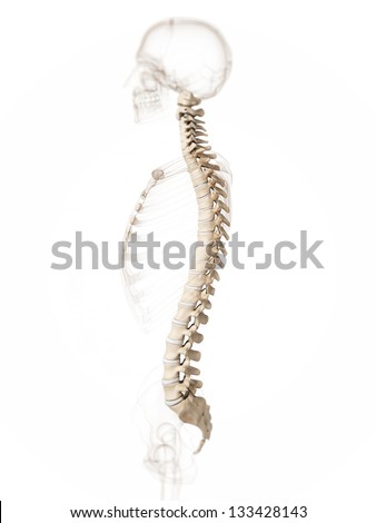3d rendered illustration of a spine
