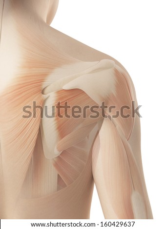Shoulder Anatomy Stock Images, Royalty-Free Images & Vectors | Shutterstock