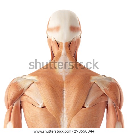 Anatomy Of Upper Back Muscles - Lower back muscles are a very important