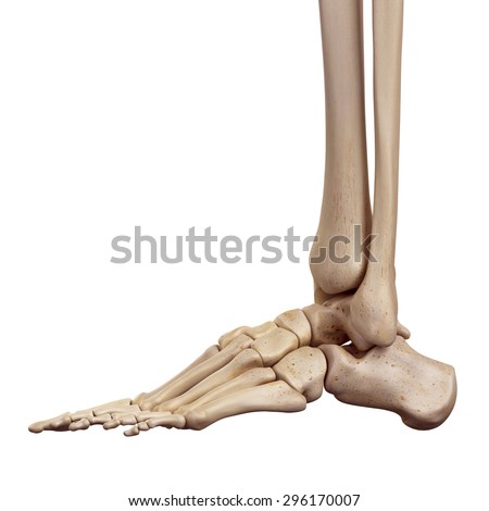 Foot Bones Stock Images, Royalty-Free Images & Vectors | Shutterstock