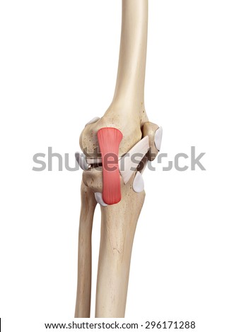 Medial Collateral Ligament Stock Photos, Images, & Pictures | Shutterstock