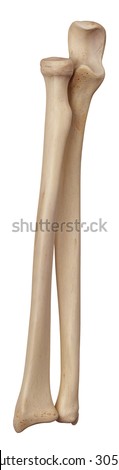 Arm Bone Stock Images, Royalty-Free Images & Vectors | Shutterstock