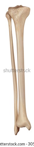 Bone Syndesmose Forearm Bone Gamba Bone Stock Vector 111677912