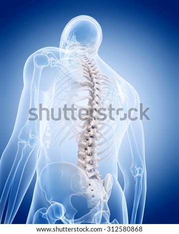 medically accurate illustration of the human skeleton - the spine