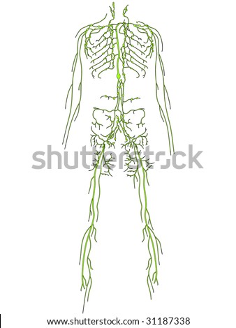 Lymphatic System Stock Images, Royalty-Free Images & Vectors | Shutterstock