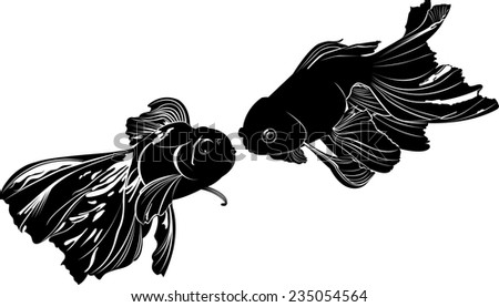 goldfish carp
