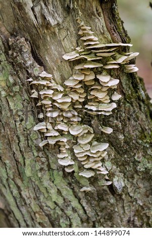 Tree Fungus Stock Images, Royalty-Free Images & Vectors ...